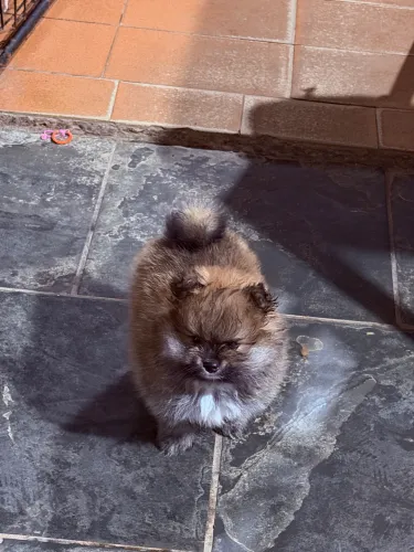 Lulu da pomerania macho disponível 