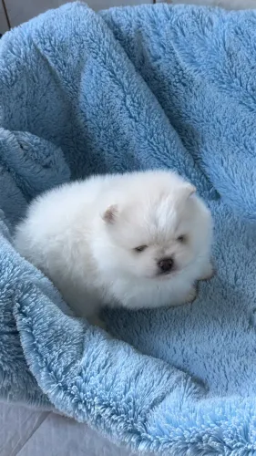 Lindos filhotes machos de Lulu da Pomerânia