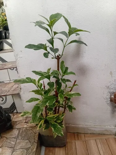 Plantas saudáveis e bem cuidadas