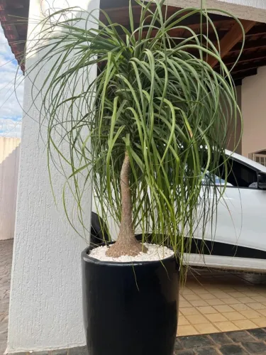 Pata-de-Elefante Grande Adulta - Planta Ornamental