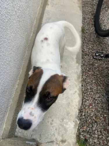 Doação de cachorro