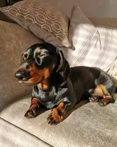 Teckel (Salsicha, Basset): Seu Próximo Companheiro Está Aqui