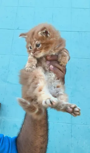 Maine Coon filhotes top