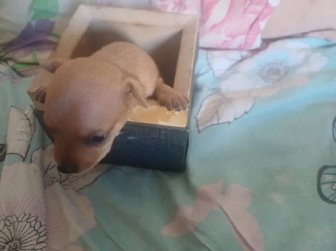 Filhote de pinscher 1