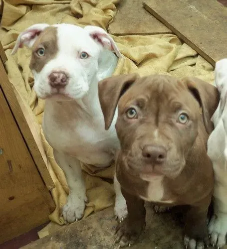 Pitbull Afeto que não precisa provar nada