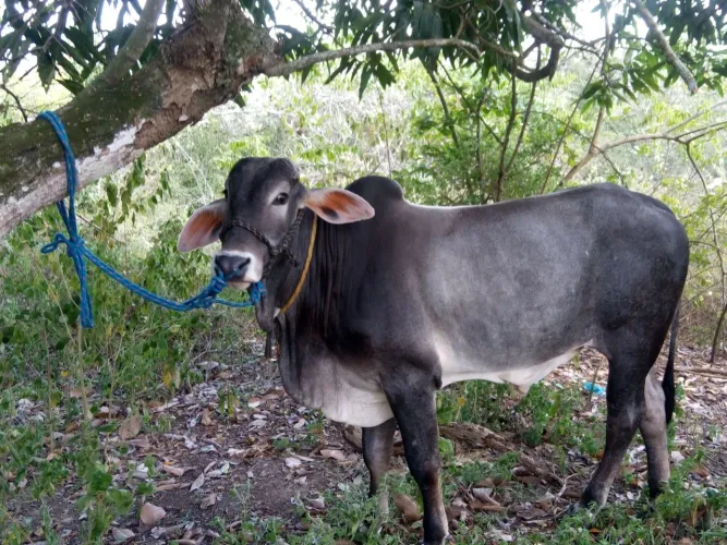 Boi manço de cela castrado muito manso 5,500