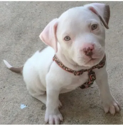 Cachorro filhote Pitbull/ Pit Monster pelagem densa e saudável