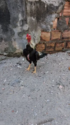 Galo