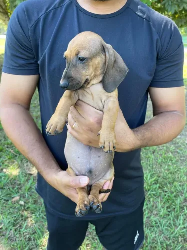 Filhote de Dachshund em Porto Velho