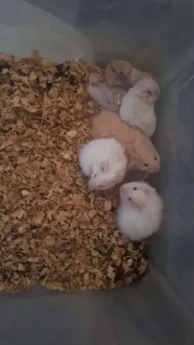 Filhotes de Hamster 