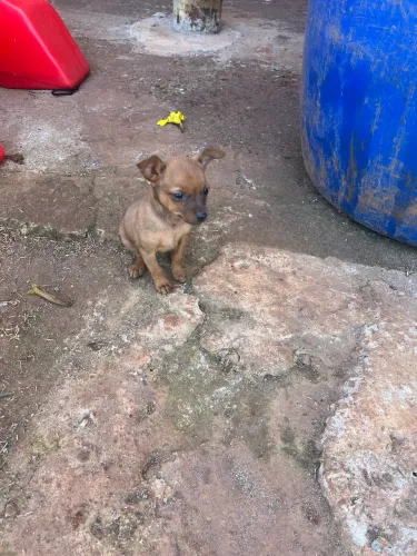 Cachorro pinscher 02