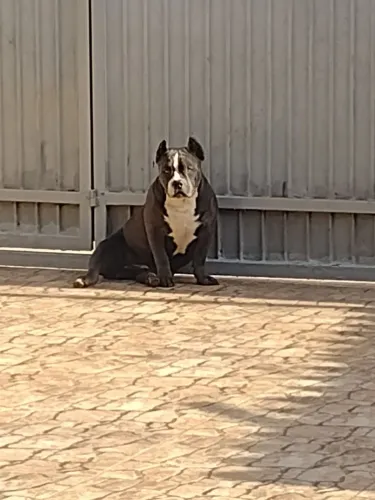AMERICAN BULLY FILHOTE 6 MESES