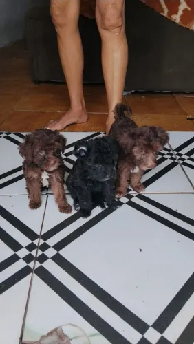 Filhotes yorkpoo 