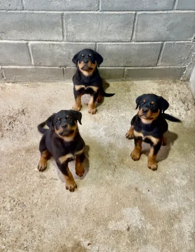 Filhote de Rottweiler Pronta Entrega