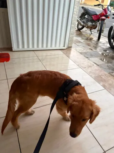 Golden retriever macho