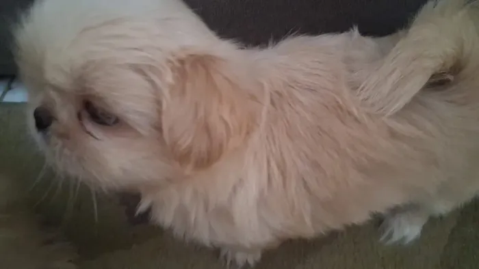 Filhote de Shih Tzu Fêmea