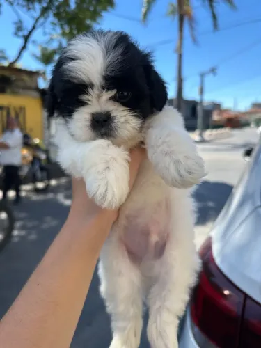 Shih tzu mini macho pandinha legítimo