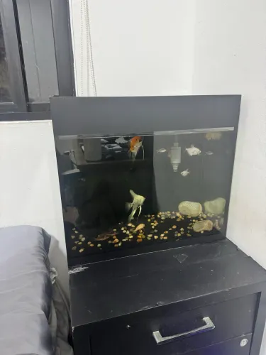 Aquário 50L