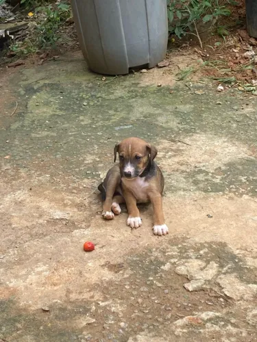 Cachorro para doação 