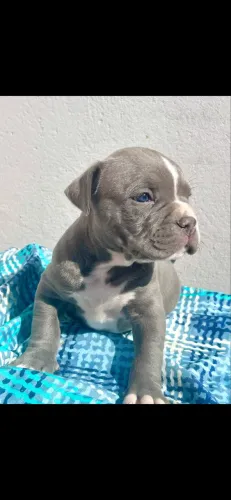 Filhote de American Bully