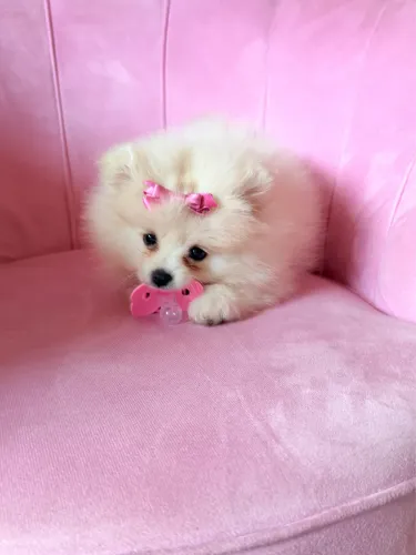 Lulu da Pomerânia fêmea