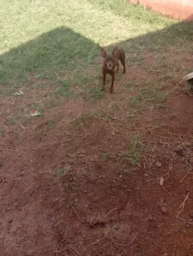 Pinscher Fêmea