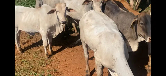 Garrotes Neroli e Brahma m