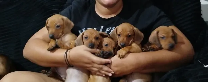 Filhote De Daschund Taxa de adoção 