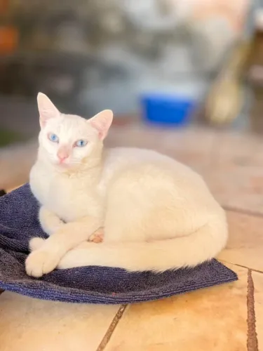 Doação duas lindas gatas!