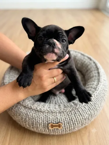 Buldogue francês fêmea