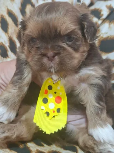 Shih Tzu com Procedência: Vacinação V10 importada e garantia de pureza em contrato.