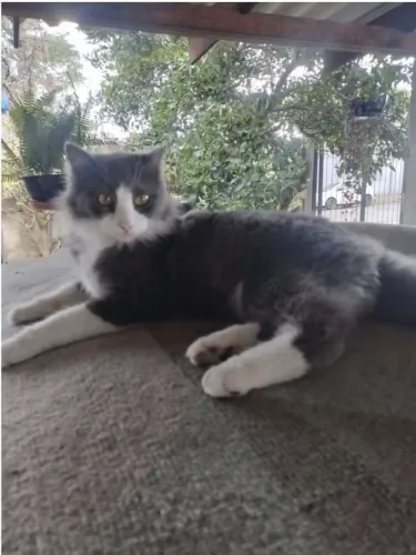 ADOTE lindo gato pelagem cinza com branco castradinho