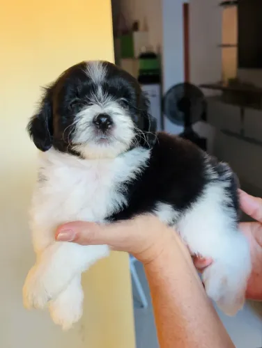 VENDE-SE FILHOTE MACHO DE SHIH TZU COM POODLE 