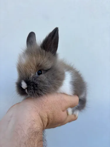 Mini coelho - entrego em mãos