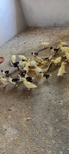 VENDO FILHOTES DE PATOS DOMÉSTICO 