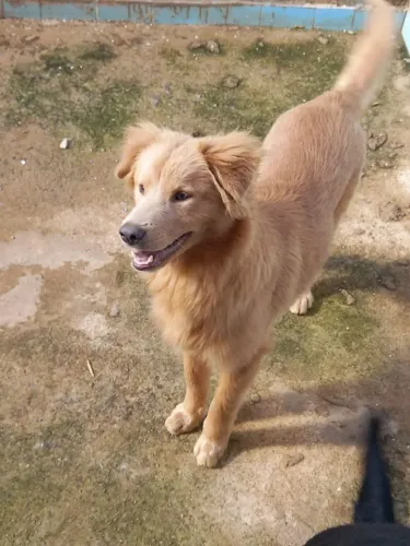 Doação de cachorro