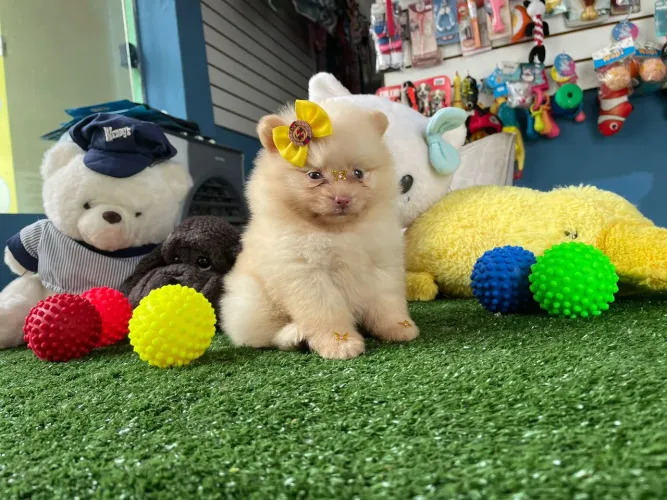Spitz lulu urso fêmea linhagem importada 