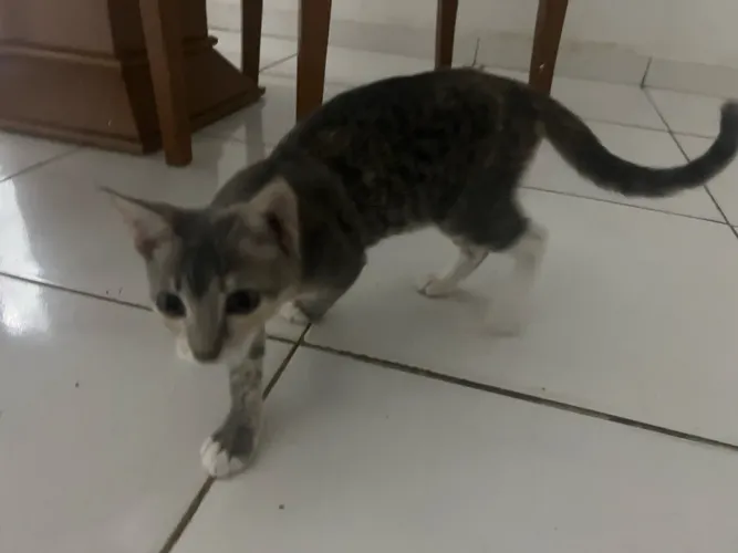 Adoção gatinha (fêmea) 5 meses , cinza