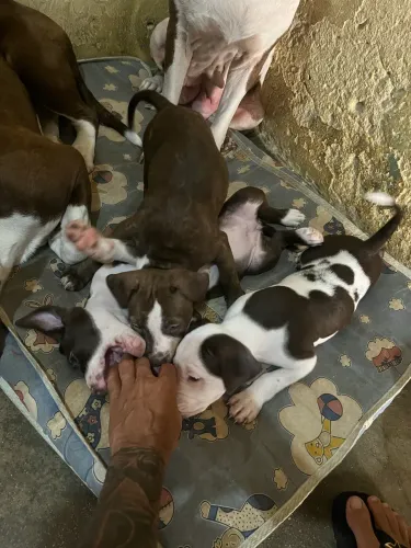 Filhotes de Pit Bull Red Nose