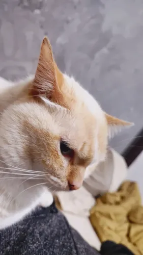 Gato para adoção
