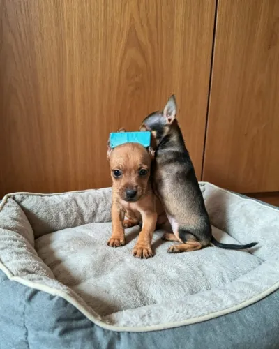 Pinscher