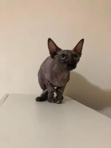 Vendo gato Sphynx