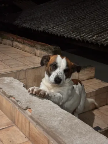 Cachorro para adoção responsável