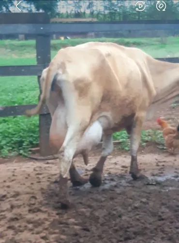 Vaca leiteira jersey