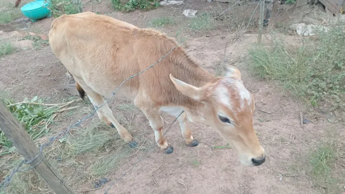 Vendo ou troco bezerro e vaca