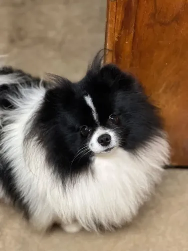 Spitz alemão anão com pedigree