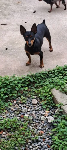 Pinscher fêmea