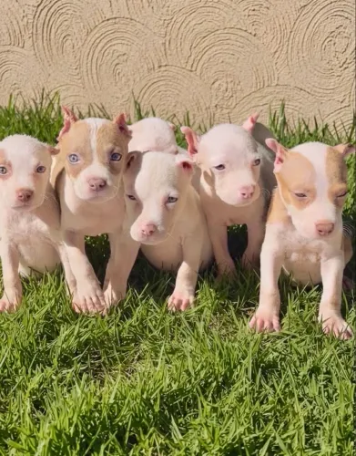 PITBULL FILHOTES RED NOSE-VACINADOS-DIVIDO NO CARTÃO