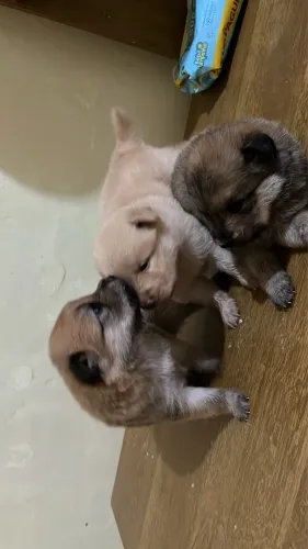 Filhotes de Chow Chow com labrador