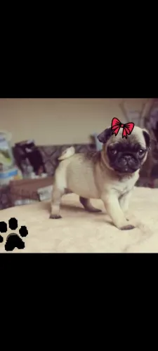 Filhote de pug fêmea